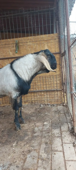 Țap anglo-nubian  - imagine 3