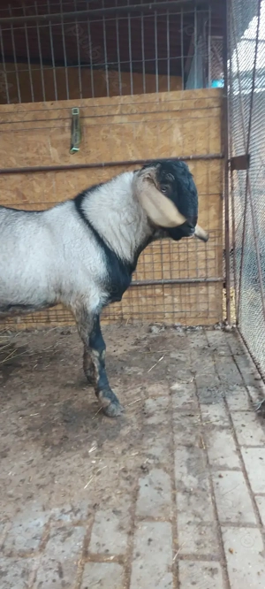 Țap anglo-nubian 