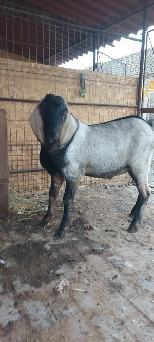 Țap anglo-nubian  - imagine 2