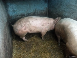 Vând 2 porci la 300kg pentru sacrificat crescuți la țară - imagine 4
