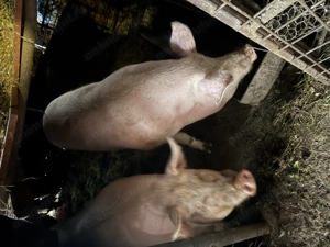 Porci de vânzare - imagine 3