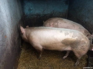 Vând 2 porci la 300kg pentru sacrificat crescuți la țară - imagine 2