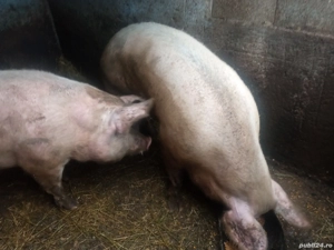 Vând 2 porci la 300kg pentru sacrificat crescuți la țară - imagine 3