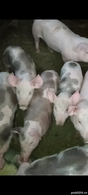 porci de carne  - imagine 2