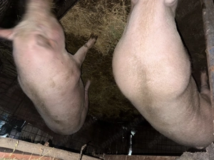 Porci de vânzare - imagine 2