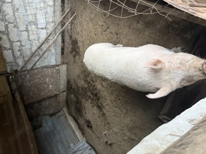 Porci de vânzare - imagine 4