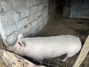 Porci de vânzare - imagine 5