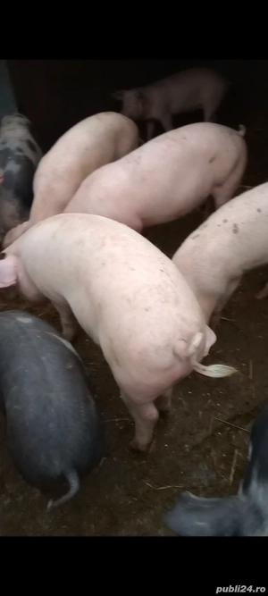 porci de carne  - imagine 3