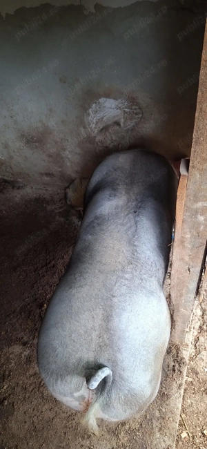 porci de vanzare - imagine 4