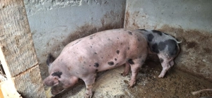 porci de vanzare - imagine 3