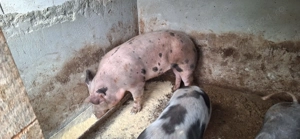 porci de vanzare - imagine 2