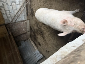 Porci de vânzare  - imagine 4