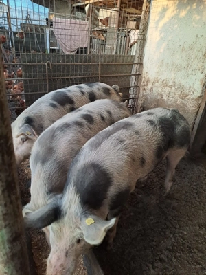 Vand porci in Strejnicu (Prahova) in viu 20 lei kg, carcasa 25 lei kg; negociabil - imagine 3