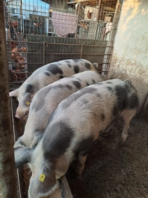 Vand porci in Strejnicu (Prahova) in viu 20 lei kg, carcasa 25 lei kg; negociabil - imagine 2