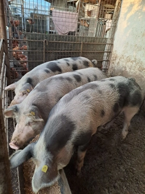 Vand porci in Strejnicu (Prahova) in viu 20 lei kg, carcasa 25 lei kg; negociabil - imagine 4