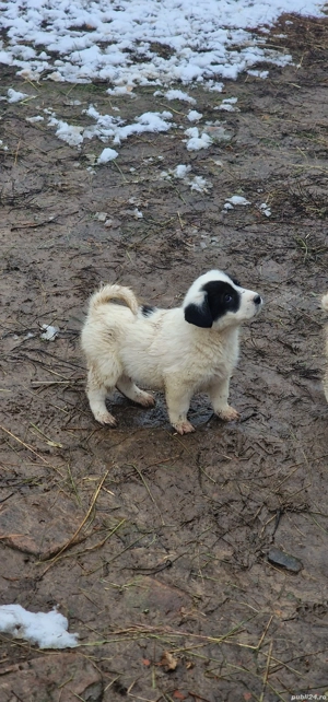 Donez Metis Ciobănesc  - imagine 3