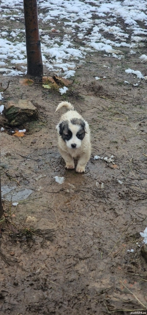 Donez Metis Ciobănesc  - imagine 4