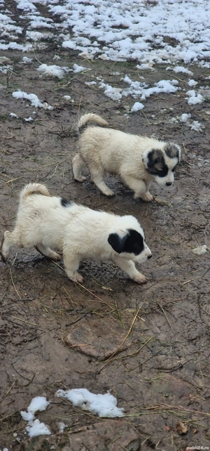 Donez Metis Ciobănesc  - imagine 2