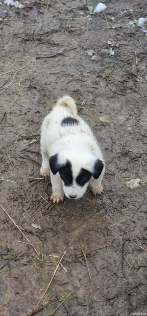 Donez Metis Ciobănesc 