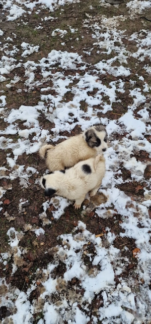 Donez Metis Ciobănesc  - imagine 5