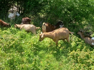 Vând capre pe alese