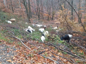 Vând capre pe alese - imagine 2