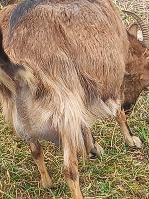 Vând capre pe alese - imagine 5