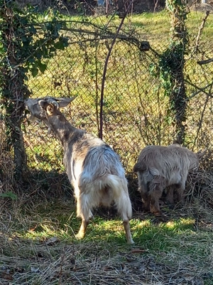 Vând capre pe alese - imagine 3