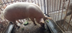 Vând porc 200 220 kg   bine crescut!  - imagine 2