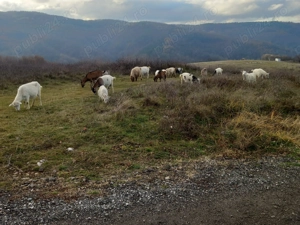 Vând capre pe alese - imagine 4