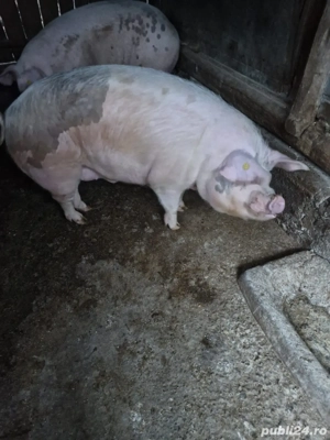 porc de vanzare - imagine 2