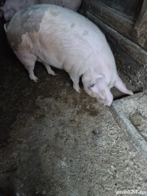 porc de vanzare