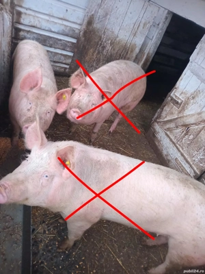 Vand 1 porc gras  - imagine 2