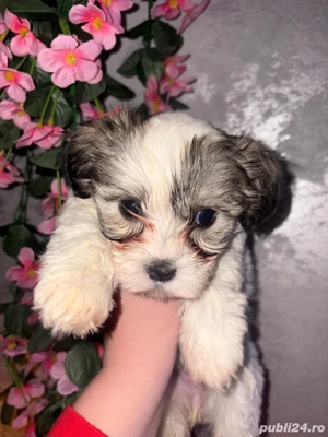 Vand Bishon Maltez  - imagine 2