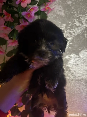 Vand Bishon Maltez  - imagine 4