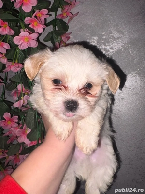 Vand Bishon Maltez  - imagine 3