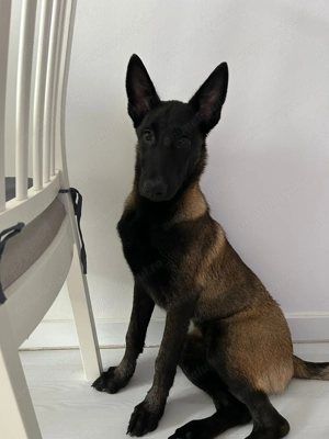 Ciobanesc Belgian-Malinois de vanzare  - imagine 2