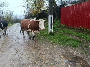 De vânzare vacă gestantă  - imagine 2