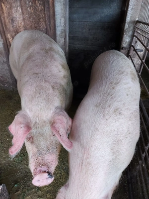 Porci de vânzare,  Cornereva