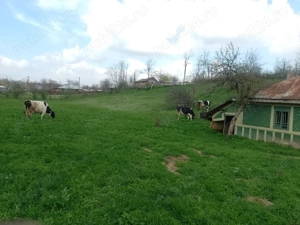 De vânzare vacă gestantă  - imagine 4