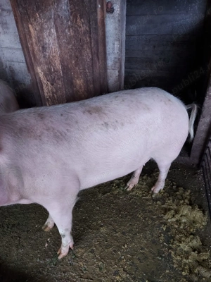 Porci de vânzare,  Cornereva - imagine 2
