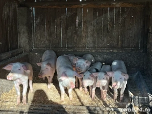 Purcei de vanzare  - imagine 4