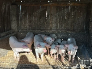 Purcei de vanzare  - imagine 2