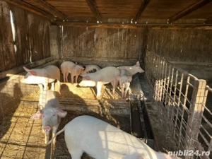 Purcei de vanzare  - imagine 3
