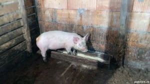 de vanzare  - imagine 2