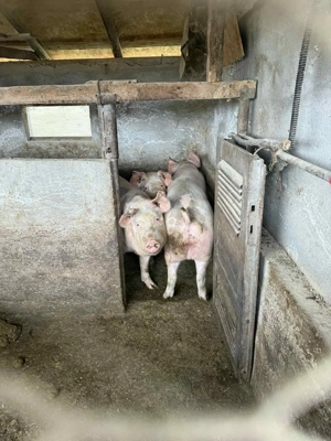 Vand porci rasa marele alb 13 lei kg - imagine 3