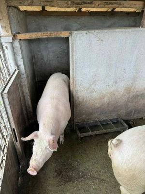 Vand porci rasa marele alb 13 lei kg - imagine 2