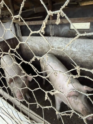 Vand porci rasa marele alb 13 lei kg - imagine 4