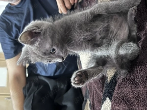 Albastru de Rusia - imagine 2