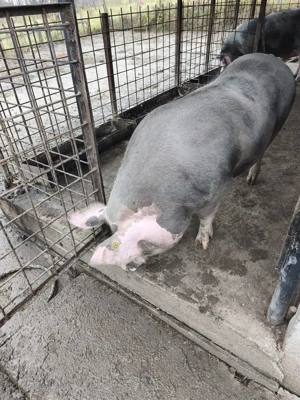 Vând porc carne rasă pietran  - imagine 2